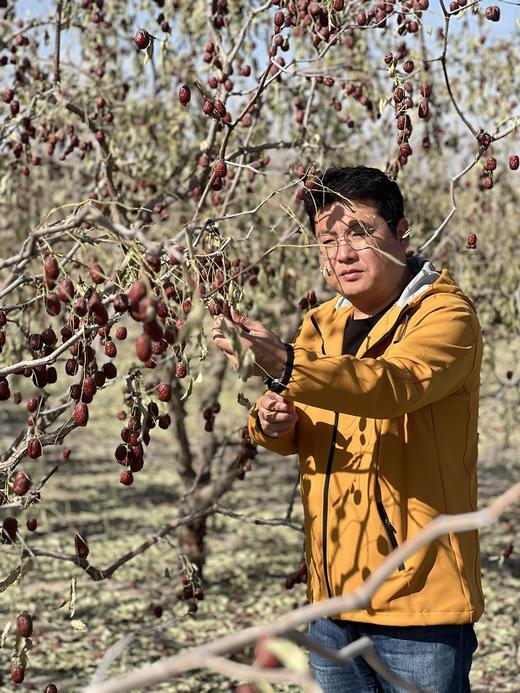 【有机认证灰枣 骏枣】树上多挂35天自然吊干成熟 皮薄肉厚 核小 红枣500g/袋 商品图1