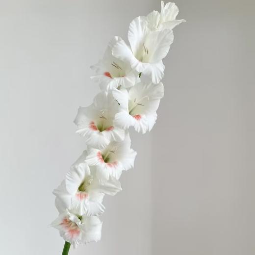 剑兰丨阿贾克斯丨10支 商品图0