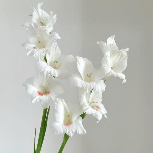 剑兰丨阿贾克斯丨10支 商品图1