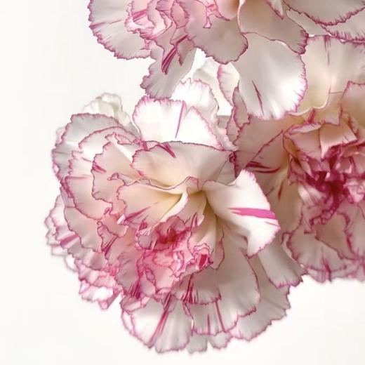 单头康乃馨丨小天使丨20支/扎 商品图2