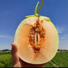 海南黄金蜜瓜 香甜多汁 比西州蜜更脆甜