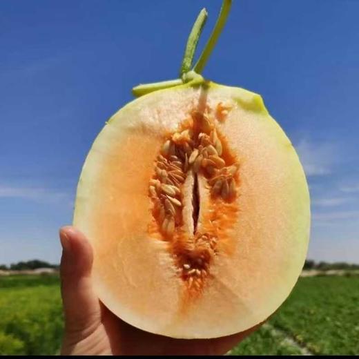 海南黄金蜜瓜 香甜多汁 比西州蜜更脆甜 商品图0