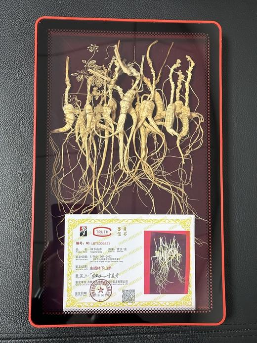 【长白山野山参】O农残  野生人参  每一盒都带鉴定证书  价格只是市场一半 商品图4