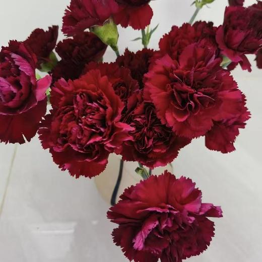 单头康乃馨丨皇冠丨20支/扎 商品图1