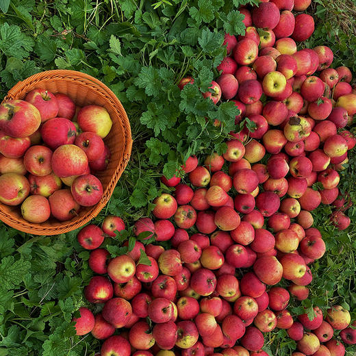 西王丹霞苹果简装  生态种植无农药无化肥无激素 商品图2