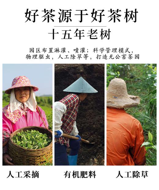 唯心十年陈  大师亲测  10年陈茶 英红九号  小泡茶150g 商品图5