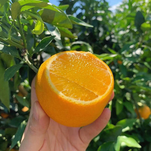 【"秋冬果汁炸弹" 皮薄如蝉翼 无籽无渣】四川爱媛38号果冻橙 净重4.5斤-8斤装中大果 升级套袋果 商品图12