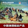 【11项抗生su O检出】【中国地理标志保护产品】《生态散养清远鸡》 肉质细嫩  醇香滋养 下单现杀现发48小时内发出  多个规格可选 商品缩略图0