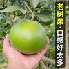 福建翡翠爆汁香柚 清甜回甘 老树自然熟 商品缩略图1