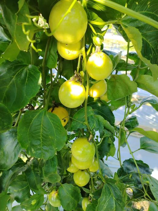 可直接空口吃的广西最优选黄金百香果（产地直邮） 商品图4