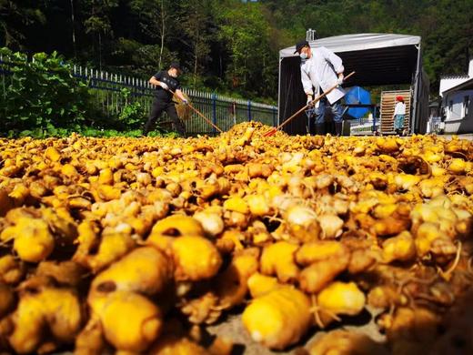 【小镇大叔】九制黄精 商品图0