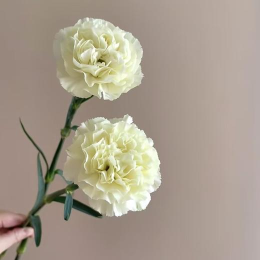 单头康乃馨丨奶油丨20支/扎 商品图1