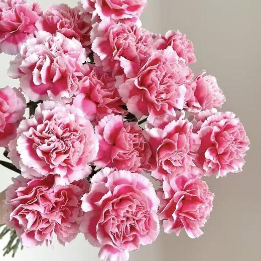 单头康乃馨丨笑颜丨20支/扎 商品图2