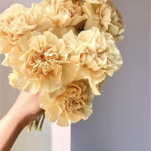 单头康乃馨丨香槟丨20支/扎 商品图1