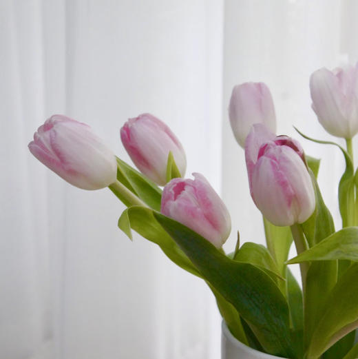 海盛郁金香-浅粉色（马卡龙）-10枝/扎 商品图0