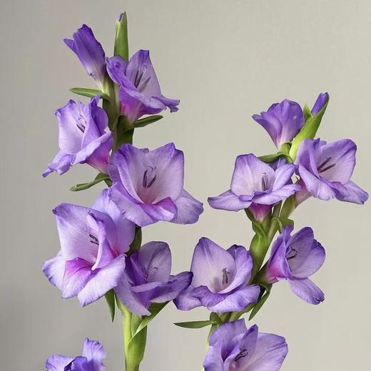 剑兰丨紫苏丨10支 商品图1