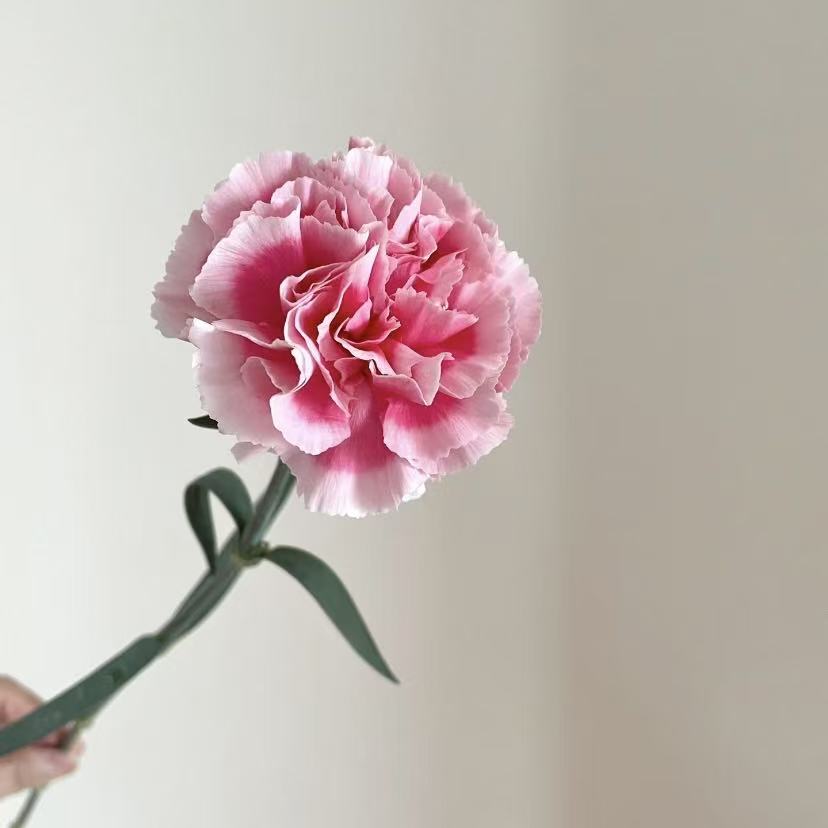 单头康乃馨丨笑颜丨20支/扎