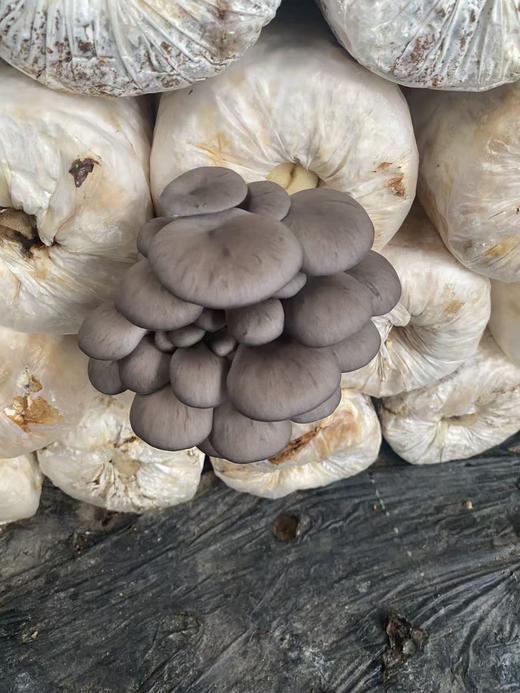 4月11日周六自提团购链接 商品图3