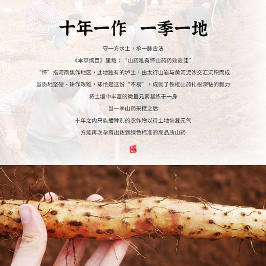 【绿色食品认证】温县怀川臻仁中原贡品铁棍山药5斤包邮 新鲜采挖，产地直发 商品图6