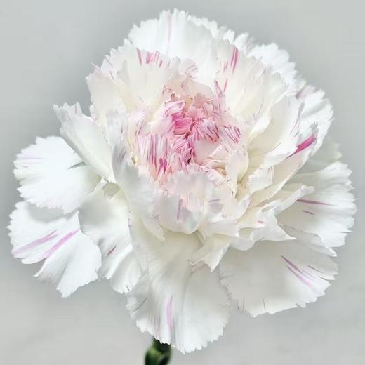 单头康乃馨丨樱桃尤香丨20支/扎 商品图0