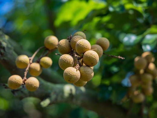 【中国地理标志产品】涂岭龙眼 桂圆  果肉晶莹剔亮、果肉厚，23年企业出品 商品图5