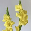 剑兰丨黄色丨10支 商品缩略图0