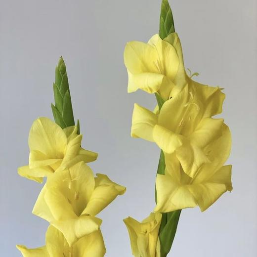 剑兰丨黄色丨10支 商品图0