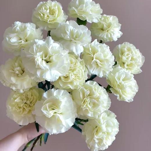 单头康乃馨丨奶油丨20支/扎 商品图2