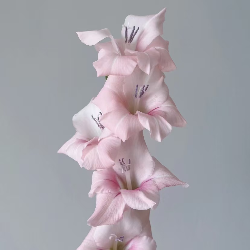 剑兰丨浅粉阿迪娜丨10支