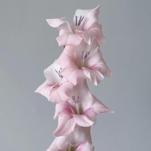 剑兰丨浅粉阿迪娜丨10支 商品图0