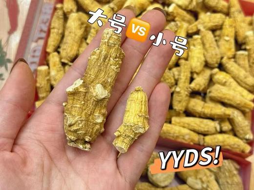 到手价365元/盒  699元/两盒 国内现货 美国威斯康星州原枝大号花旗参 一头大概7-10g左右，每盒约250g左右 美国代购，无中文标签，介意慎拍 商品图2