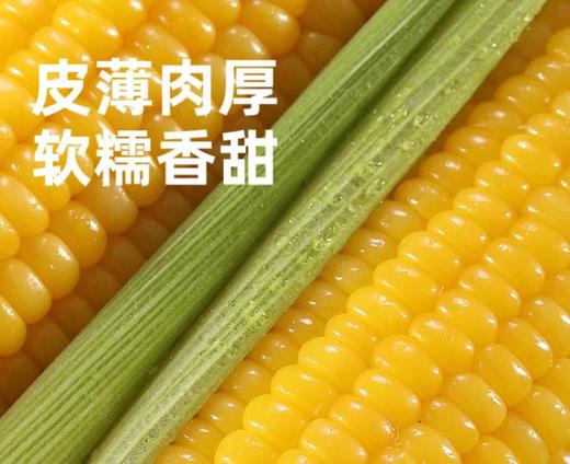 【25年新玉米】【SGS 601项农残0检出】  【有机黄糯玉米】 黄金玉米产业带 3小时内锁鲜 复购率99% 商品图2