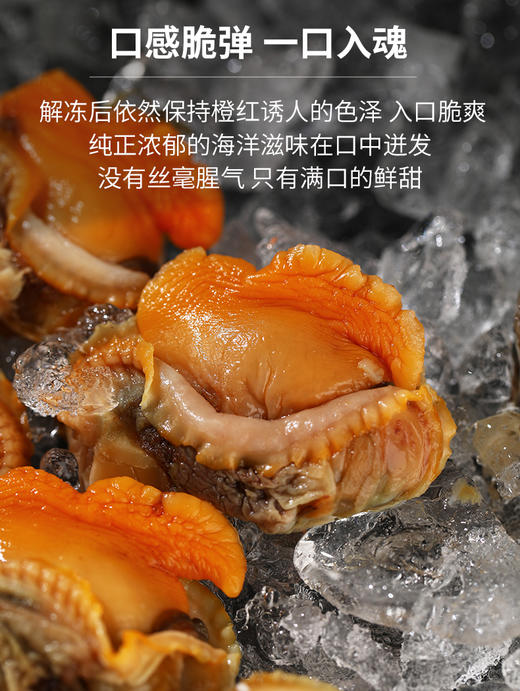 大连长海 壮元海小赤贝肉 商品图1