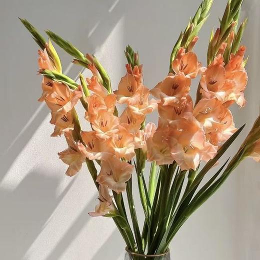 剑兰丨三文鱼丨10支 商品图2