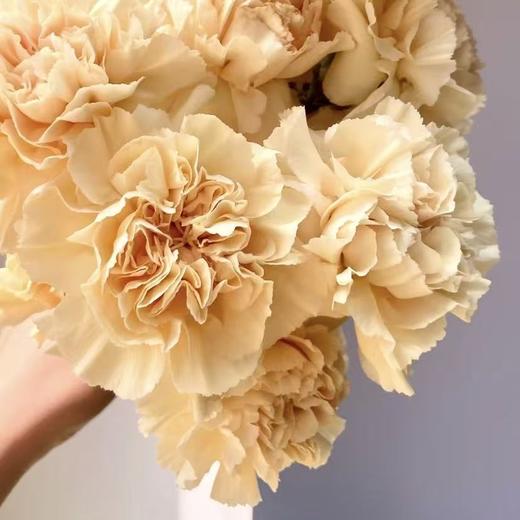 单头康乃馨丨香槟丨20支/扎 商品图2