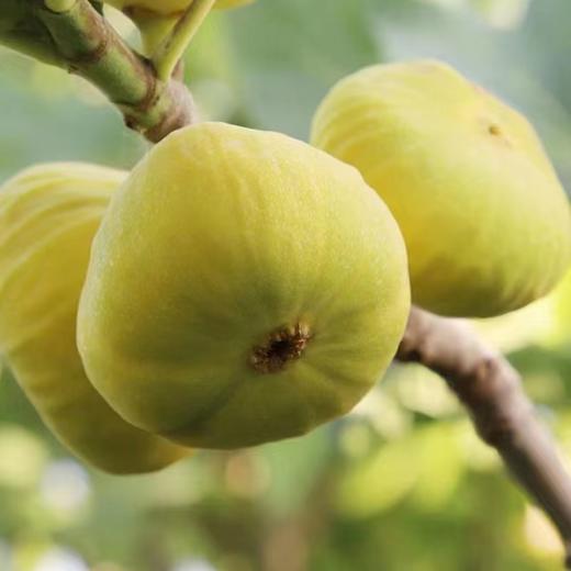 【休闲健康小零食】新疆特产 无核葡萄干 无花果干 即食 泡水煲汤 商品图8