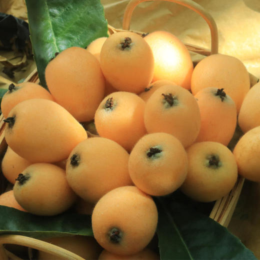 蒙自长虹枇杷 | 高原生态种植 皮薄肉厚核小 清甜爆汁细腻无渣 现摘现发应季鲜果润肺解馋 现摘现发应季鲜果润肺解馋 商品图4