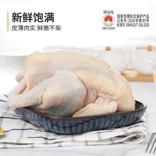 【11项抗生su O检出】【中国地理标志保护产品】《生态散养清远鸡》 肉质细嫩  醇香滋养 下单现杀现发48小时内发出  多个规格可选 商品图1