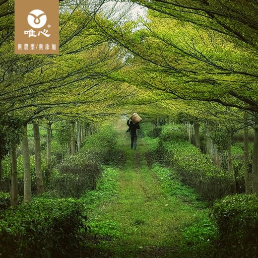 唯心十年陈  大师亲测  10年陈茶 英红九号  小泡茶150g 商品图6