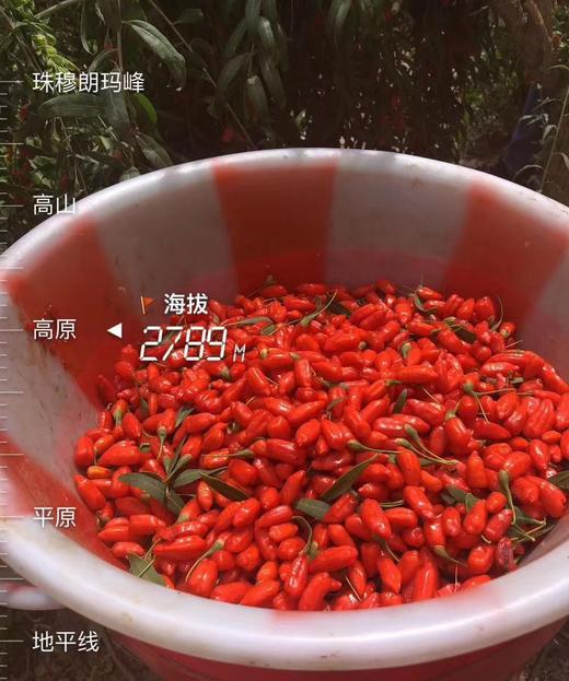 高原有机红枸杞119/斤！ 商品图0