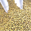 内蒙黄豆、黑豆、赤小豆、绿豆 商品缩略图3