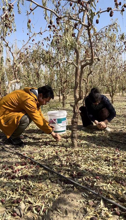 【有机认证灰枣 骏枣】树上多挂35天自然吊干成熟 皮薄肉厚 核小 红枣500g/袋 商品图6