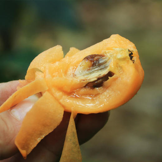 蒙自长虹枇杷 | 高原生态种植 皮薄肉厚核小 清甜爆汁细腻无渣 现摘现发应季鲜果润肺解馋 现摘现发应季鲜果润肺解馋 商品图2