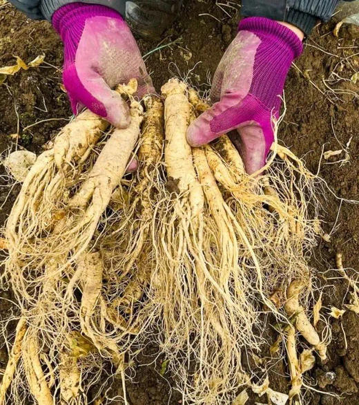 【中国地理标志产品】【长白山现挖6年新鲜人参】通化集安市边条参    园参中上品 顺丰快递 商品图2