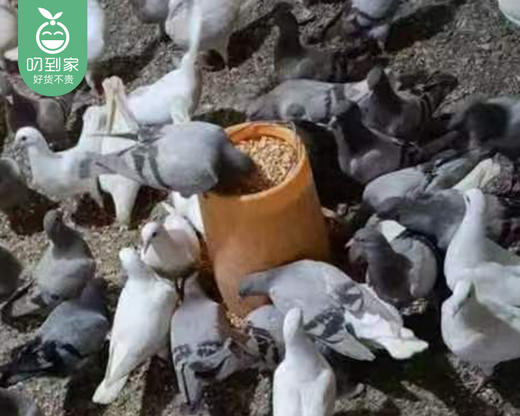 洛江山头放养老鸽（杀完）/1只（300-350g）生产日期：12月25日左右 商品图1