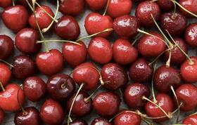  2025/26智利车厘子新品种之一——宁巴