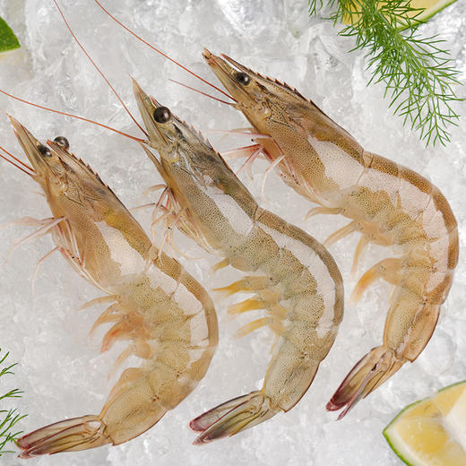 俏虾客有机带头生虾 400g/盒*3 商品图2