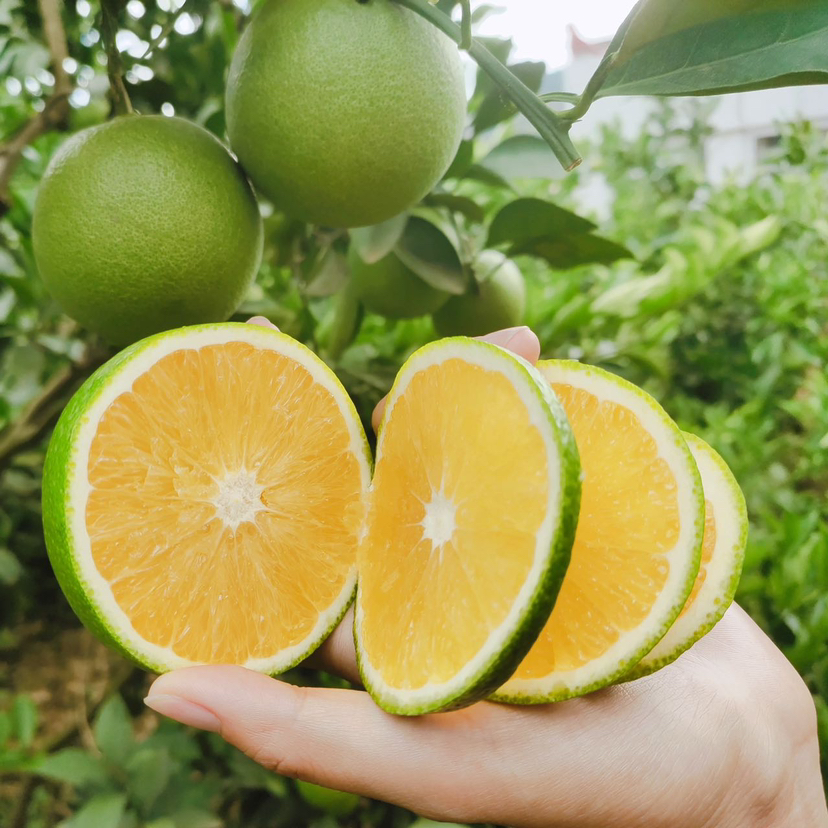 云南哀牢山青皮冰糖橙4/9斤装（后期果皮会转变成黄色发货）  八甜2酸