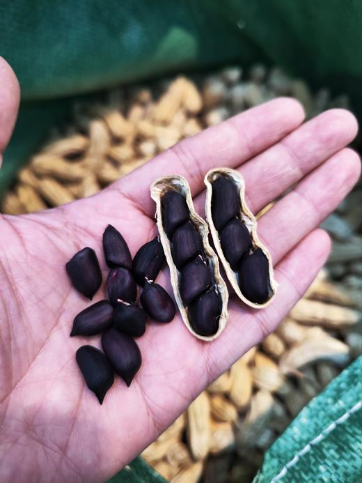 云南干黑花生、七彩花生、 颗粒饱满 香甜， 满88包邮 商品图1