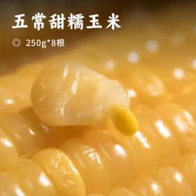 五常甜糯玉米 | 口感细腻 鲜嫩香糯 颗粒饱满 黑土地种植 新鲜采摘 真空独立包装